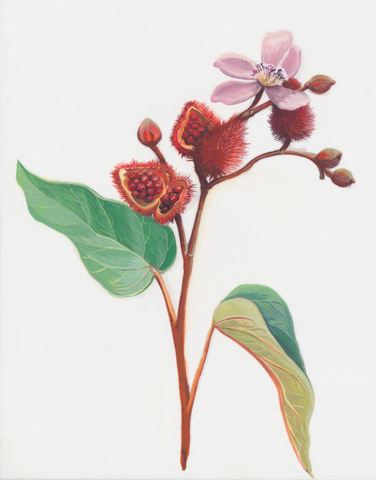 Joiri Minaya, Bija #1, 2020