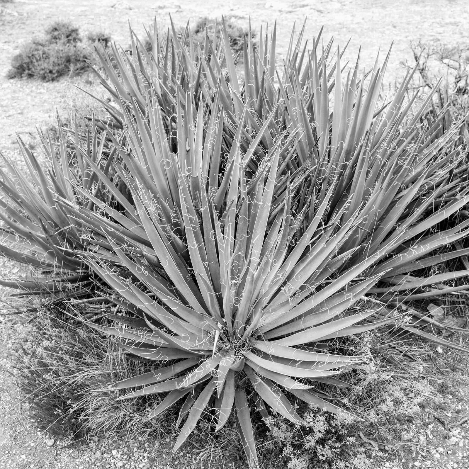 Thomas Block Humery, Yucca in Valley de Chelly, 2024