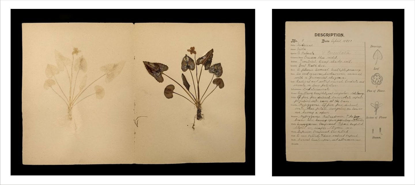 Rohini Devasher, Specimen No. 5 Page 3 Of Atlas Phaenogamia? The Atlas Of Mimetic Flowering Plants, 2018