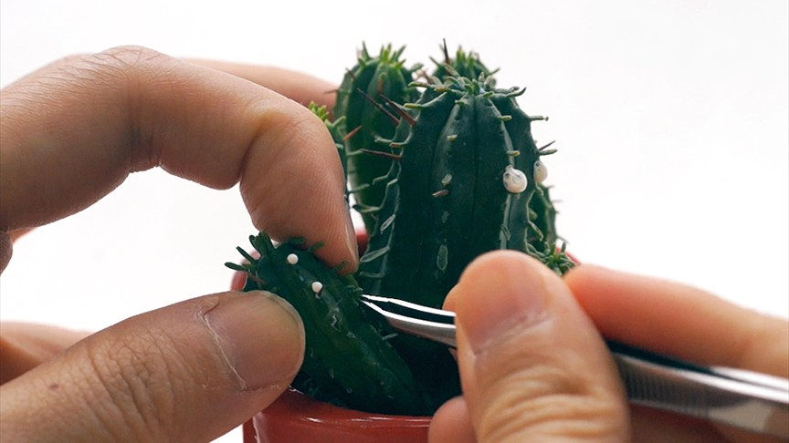 Mak Ying Tung, Disarming (2013), 2017