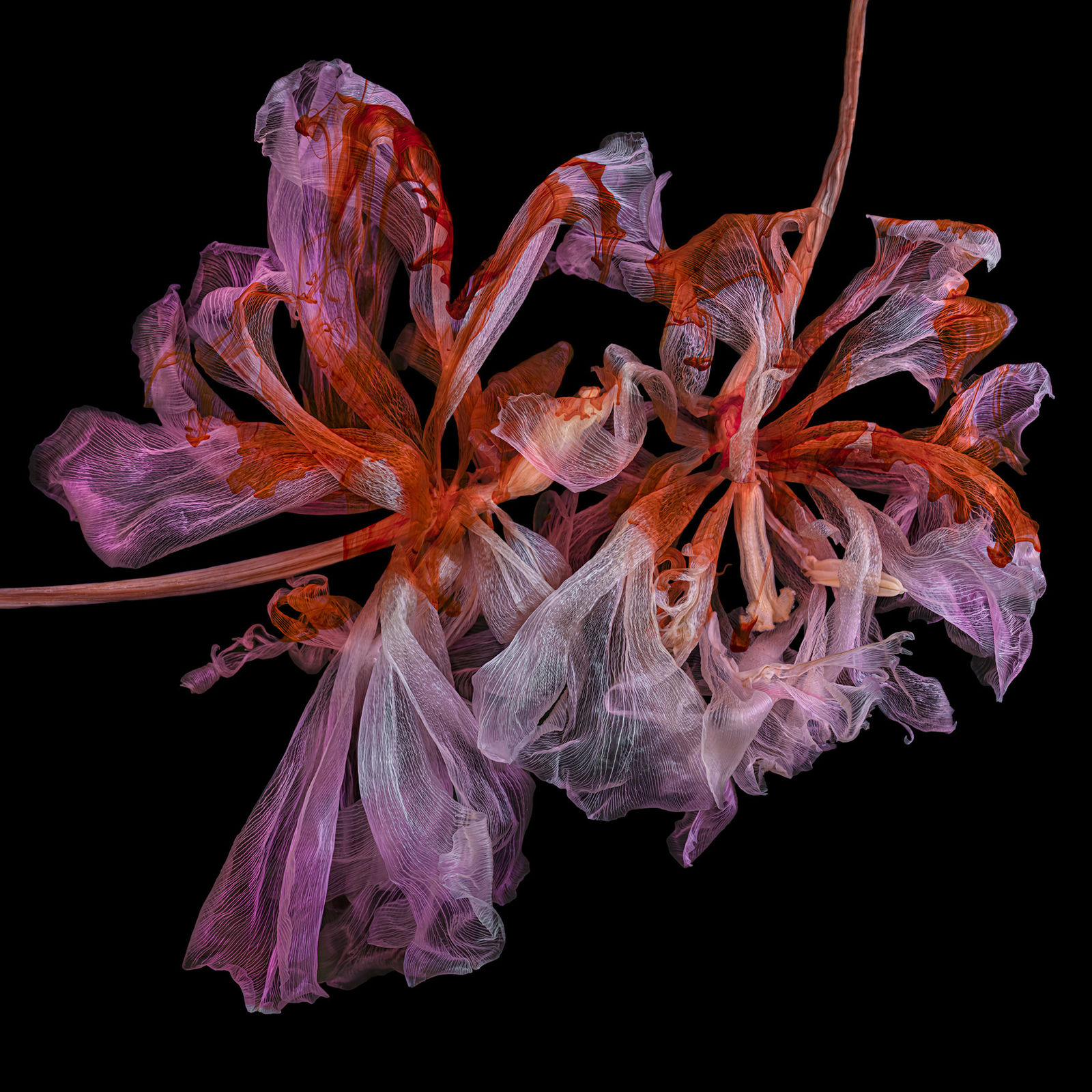 Kathrin Linkersdorff, From the series Fairies, V/3, 2020