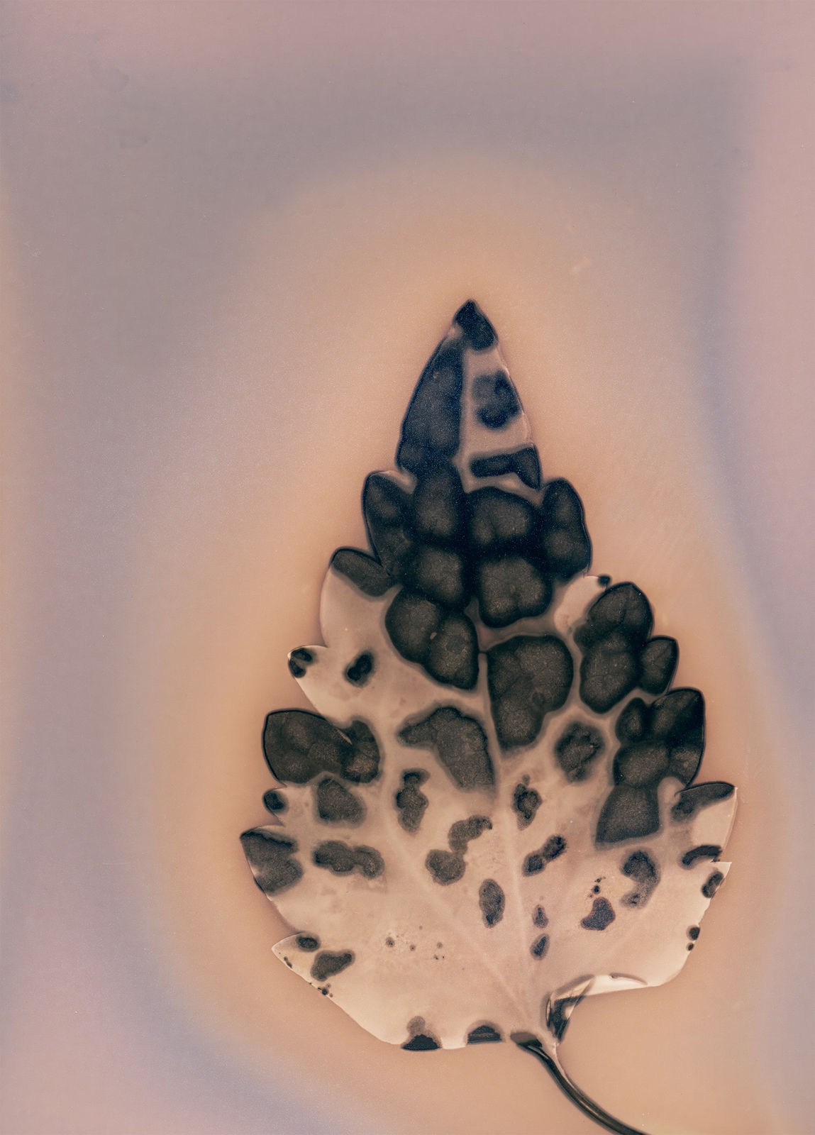 Anaïs Tondeur, Urtica III, Canale dei Regi Lagni, Acerra, 2024