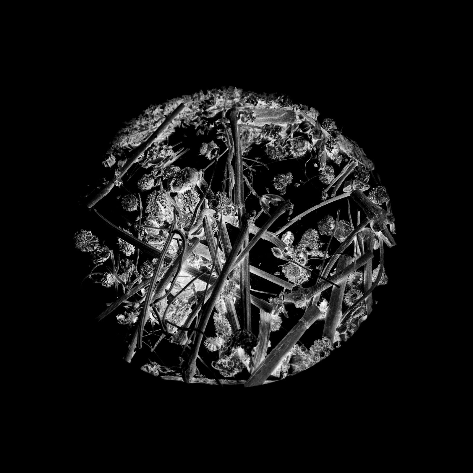 Anais Tondeur, Silene nutans II, 2024