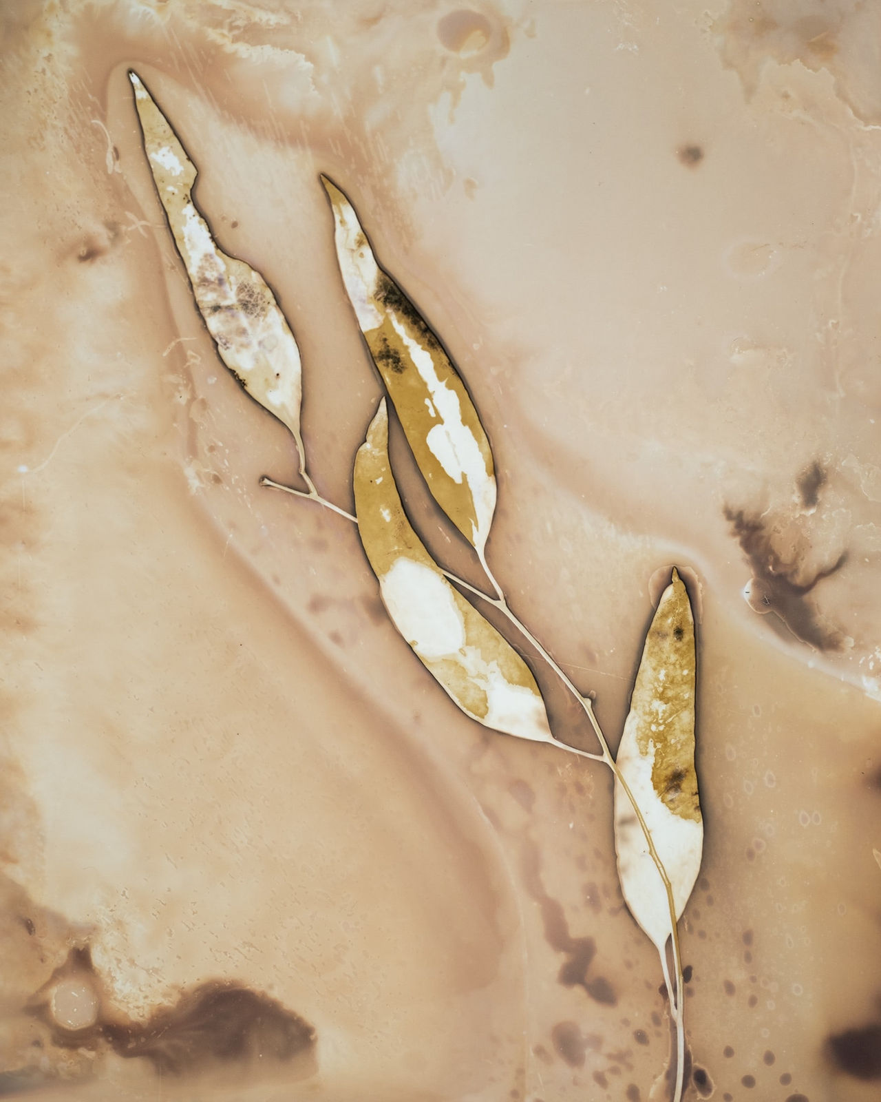 Anaïs Tondeur, Eucalyptus camaldulensis II, bottom of former landfill, Ammendola Formisano, Vesuvio, 2024
