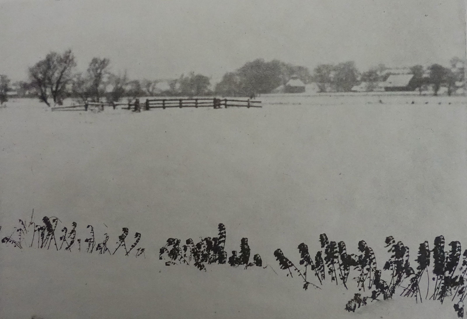 P. H. Emerson, From Marsh Leaves, Marsh Weeds , 1895