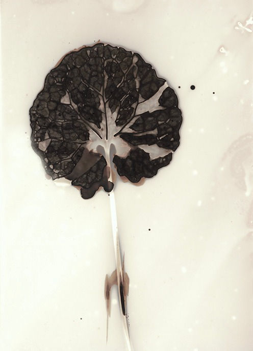 Anaïs Tondeur, Alliaria petiolata V, Canale dei Regi Lagni, Acerra, 2024 - 2025