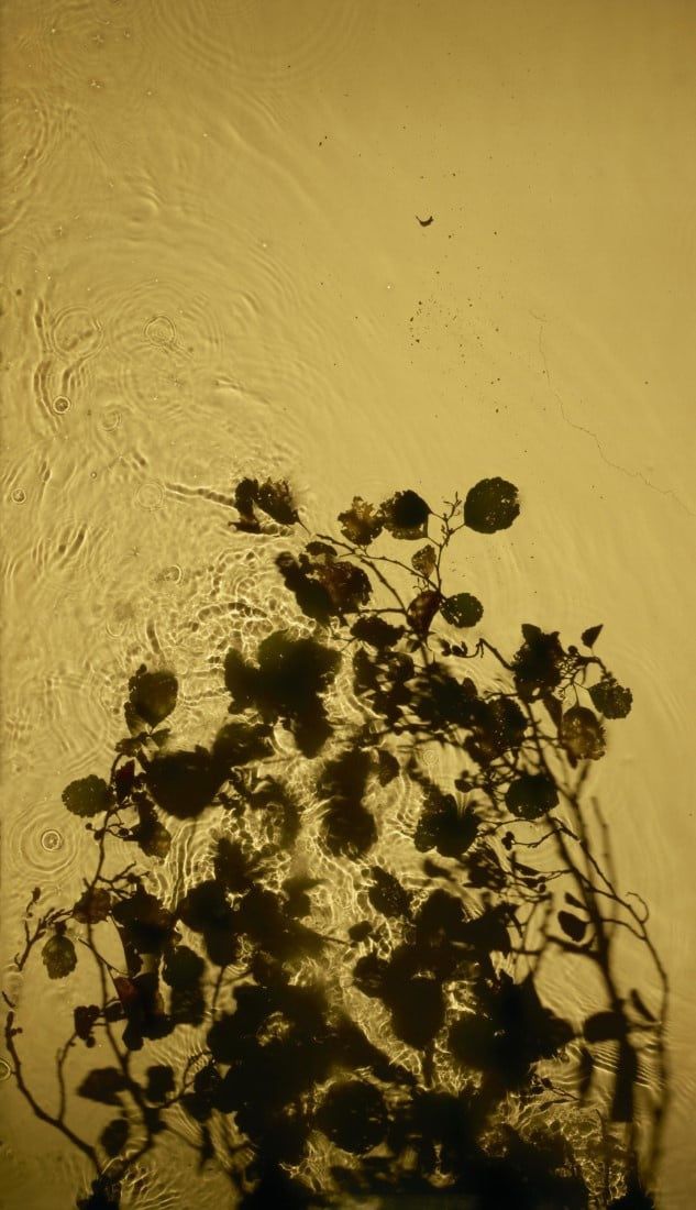 Susan Derges, Alder Brook 2 , 2012