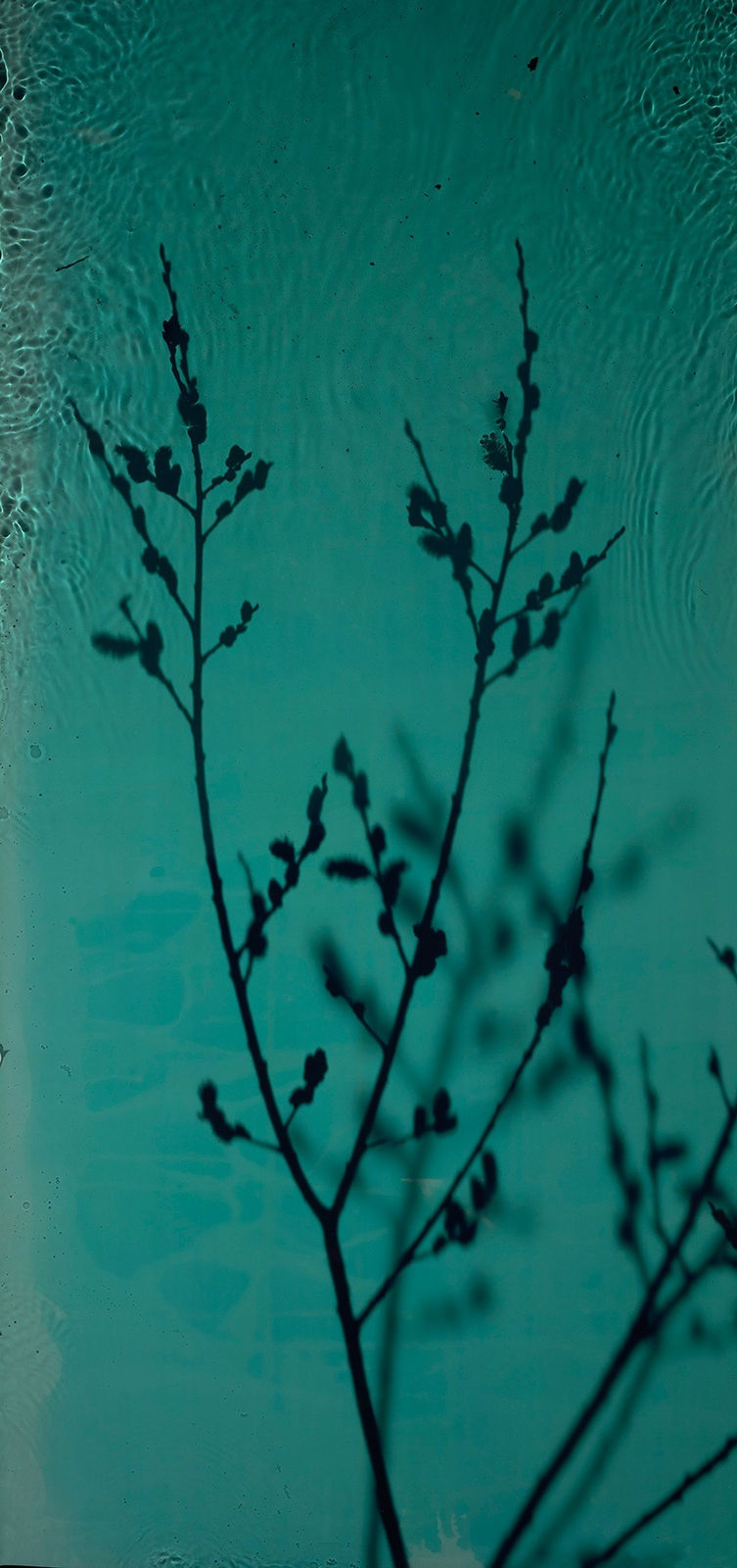 Susan Derges, River Taw Willow 3, 1998 - 2020