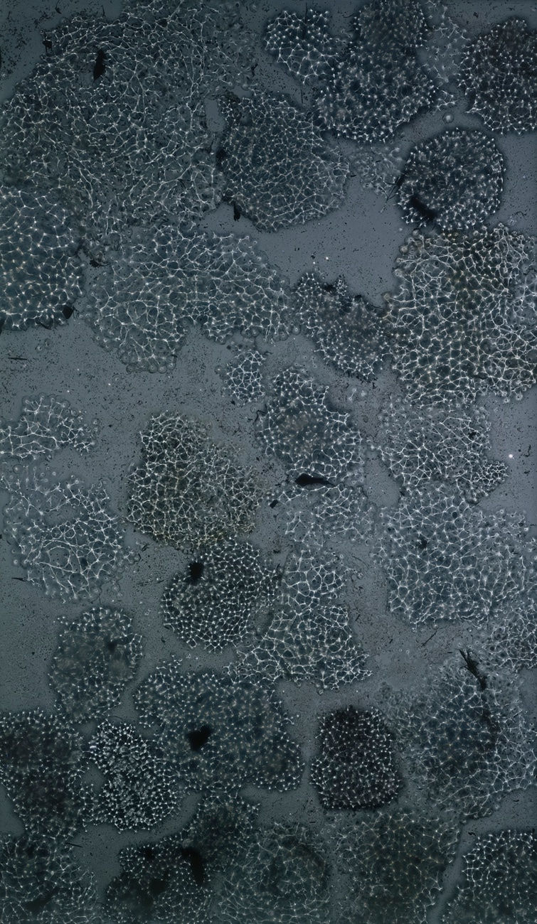 Susan Derges, Star Field Spawn, 2007