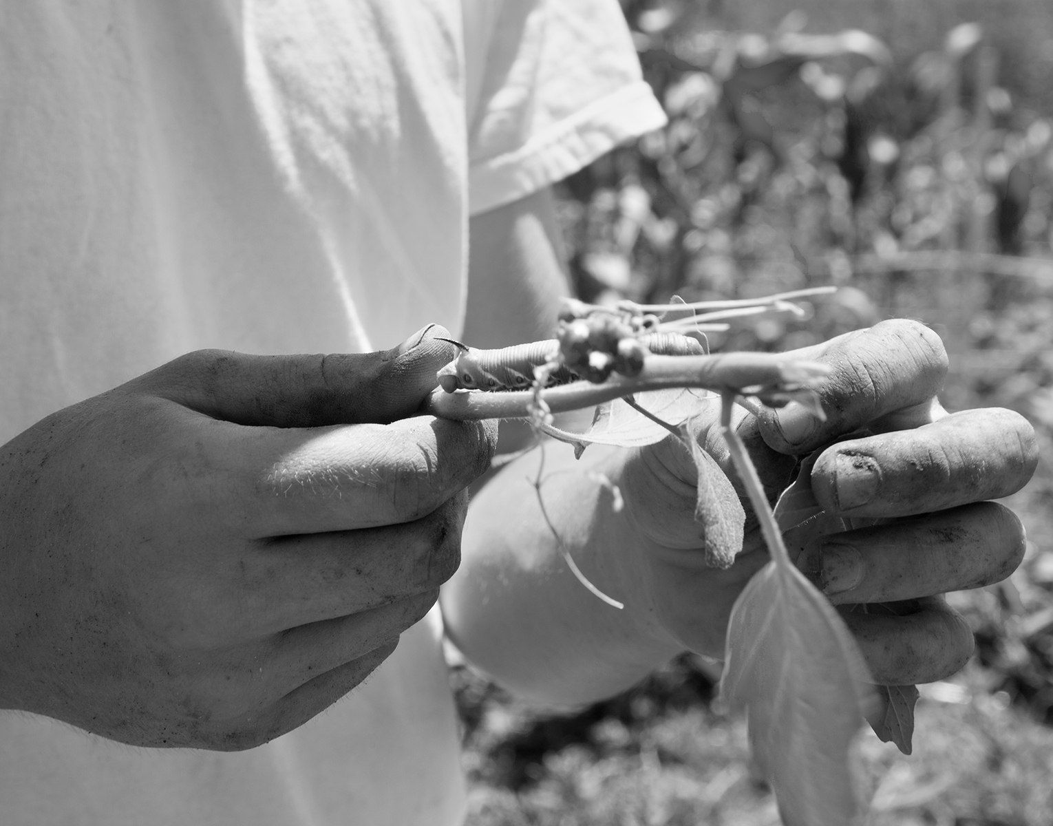 Sam Contis, Garden Caterpillar, 2013