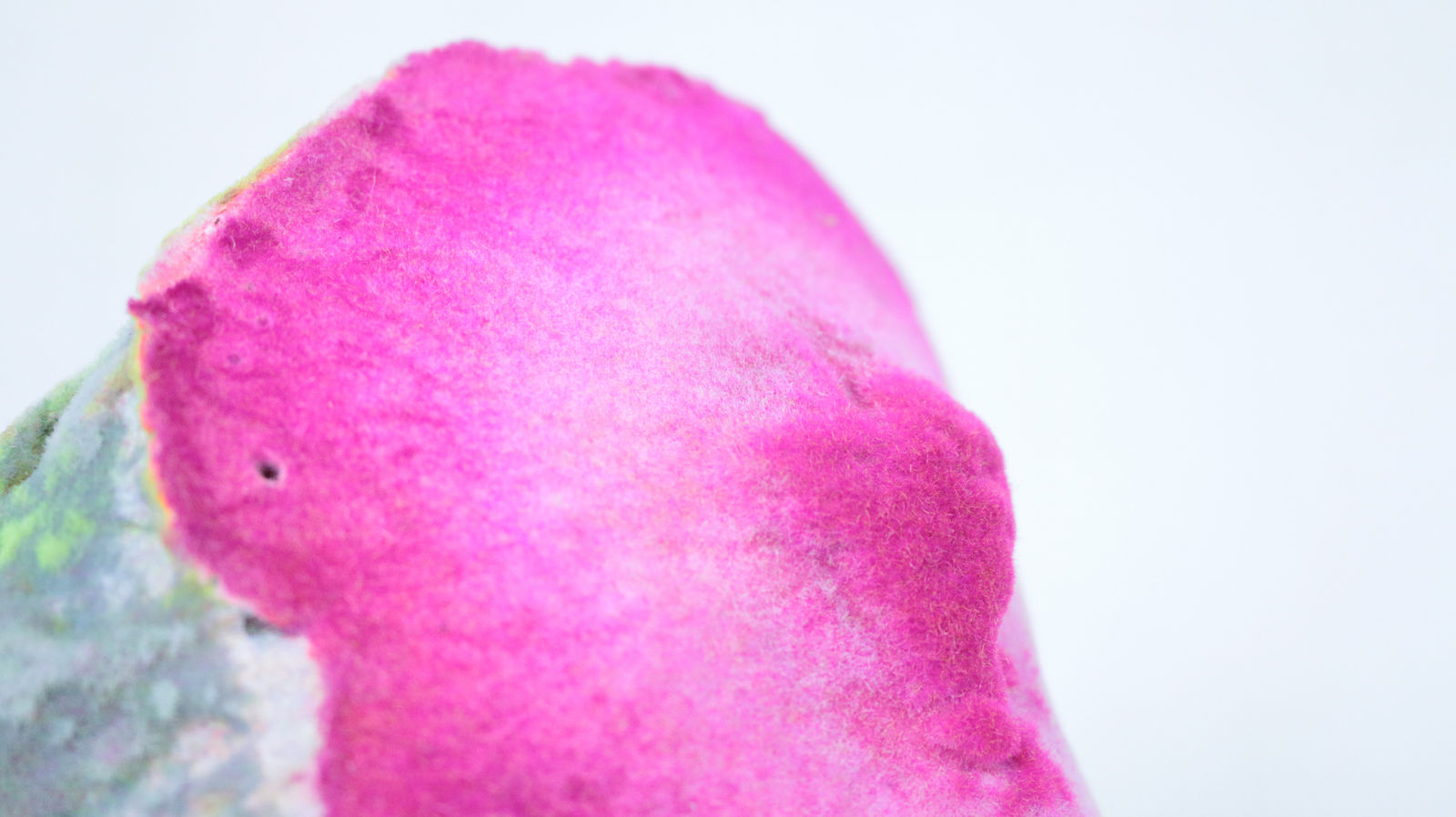 Pedro Matias, Bone Coralia