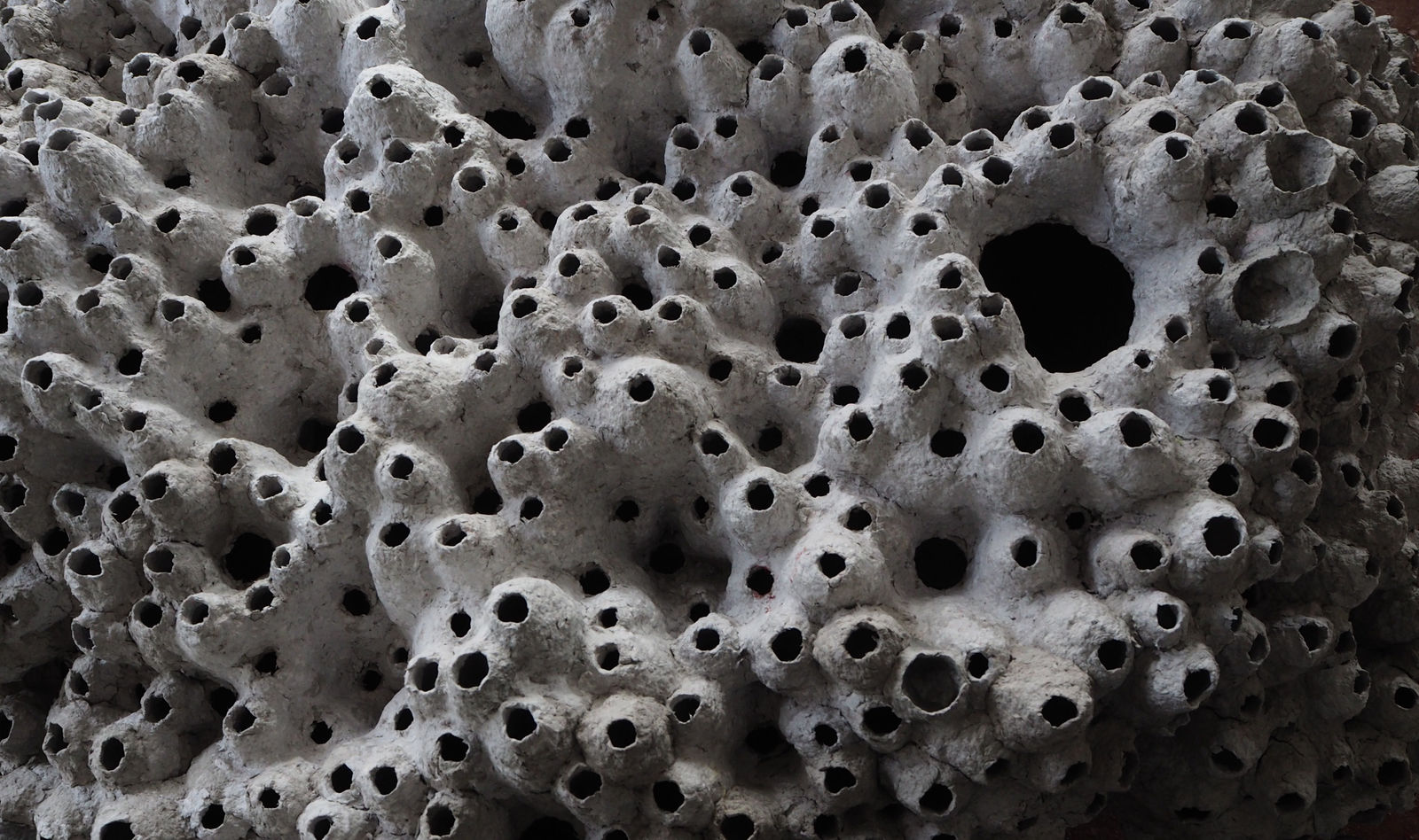 Frits Achten, Barnacles