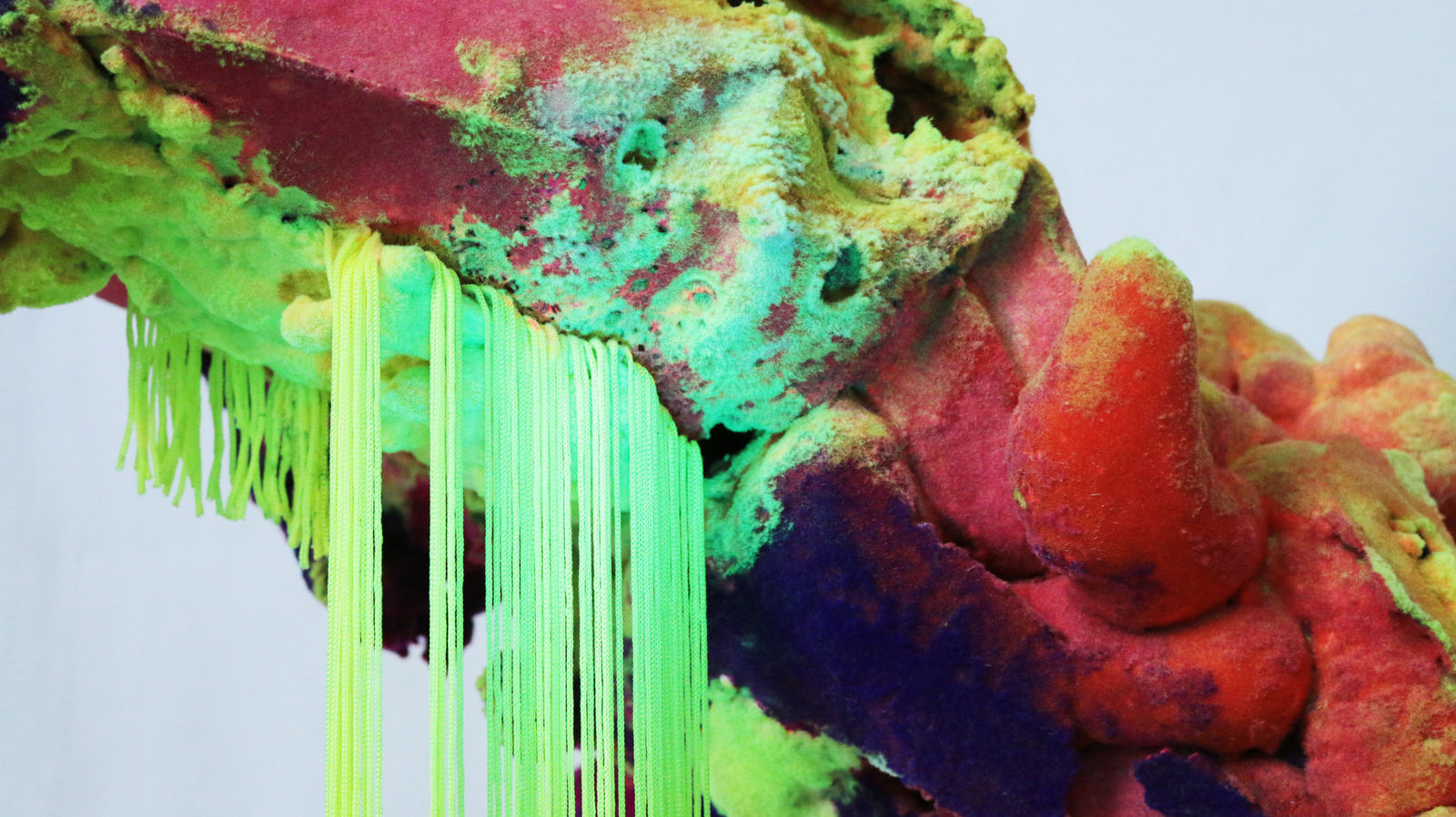 Pedro Matias, Montipora digitata Coralia