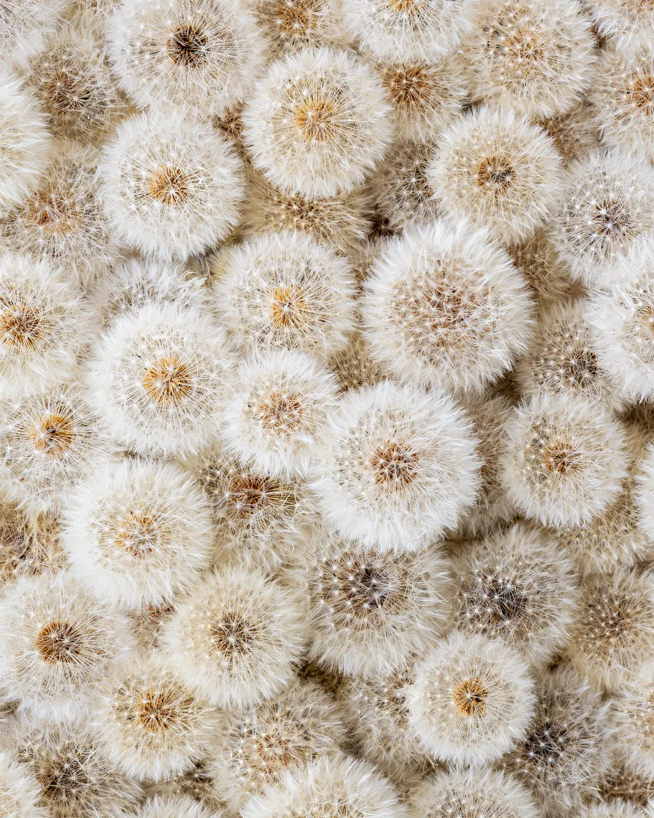 Hilde Trip, Wish full (round)