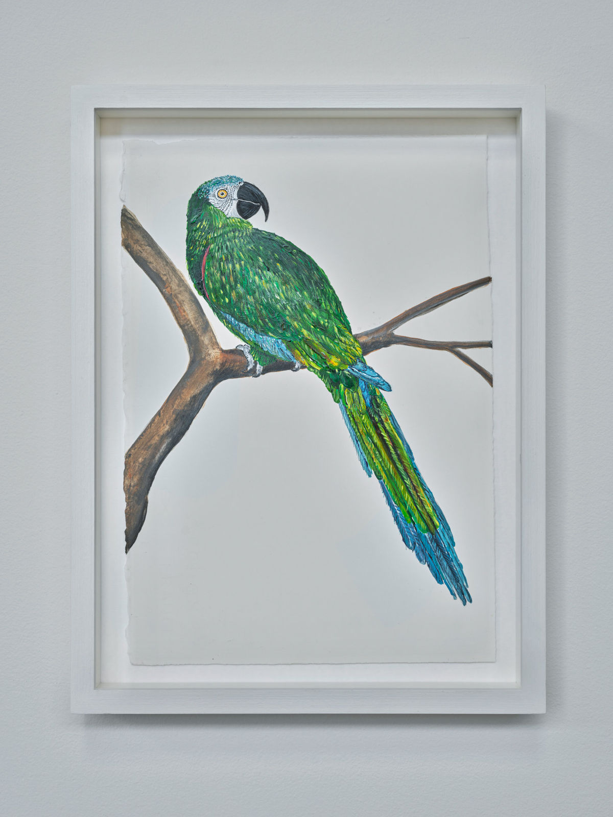 Sutapa Biswas, American Green Macaw (Ava Severa) , 2024