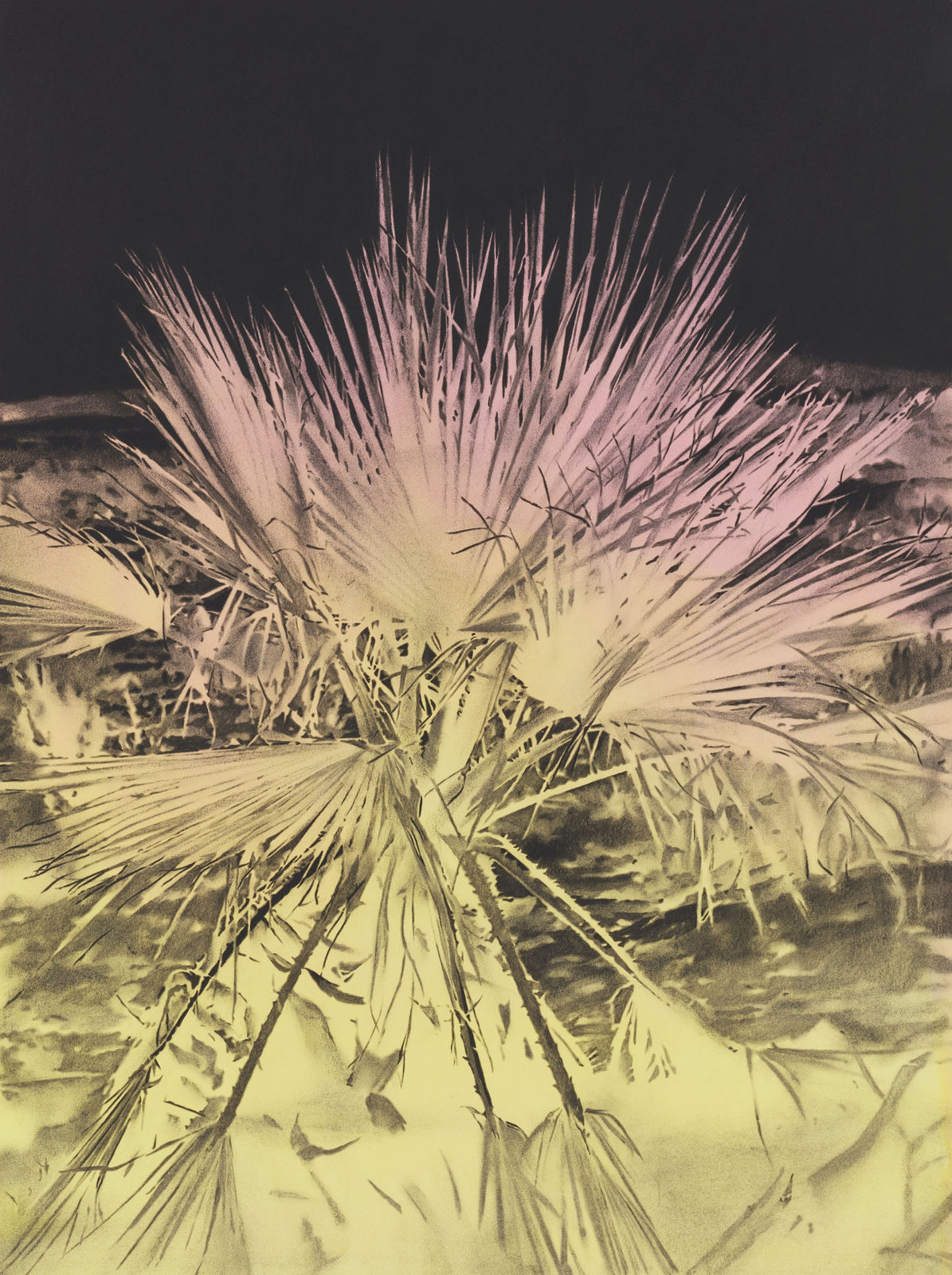 Andy Mister, Joshua Tree, 2020