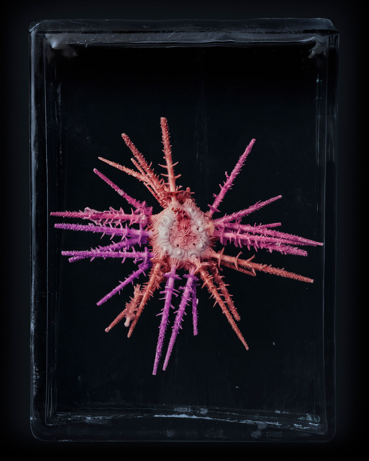 Digitally manipulated image of a purple orange and pink sea urchin on a black background by British nature artist Jim Naughten.
