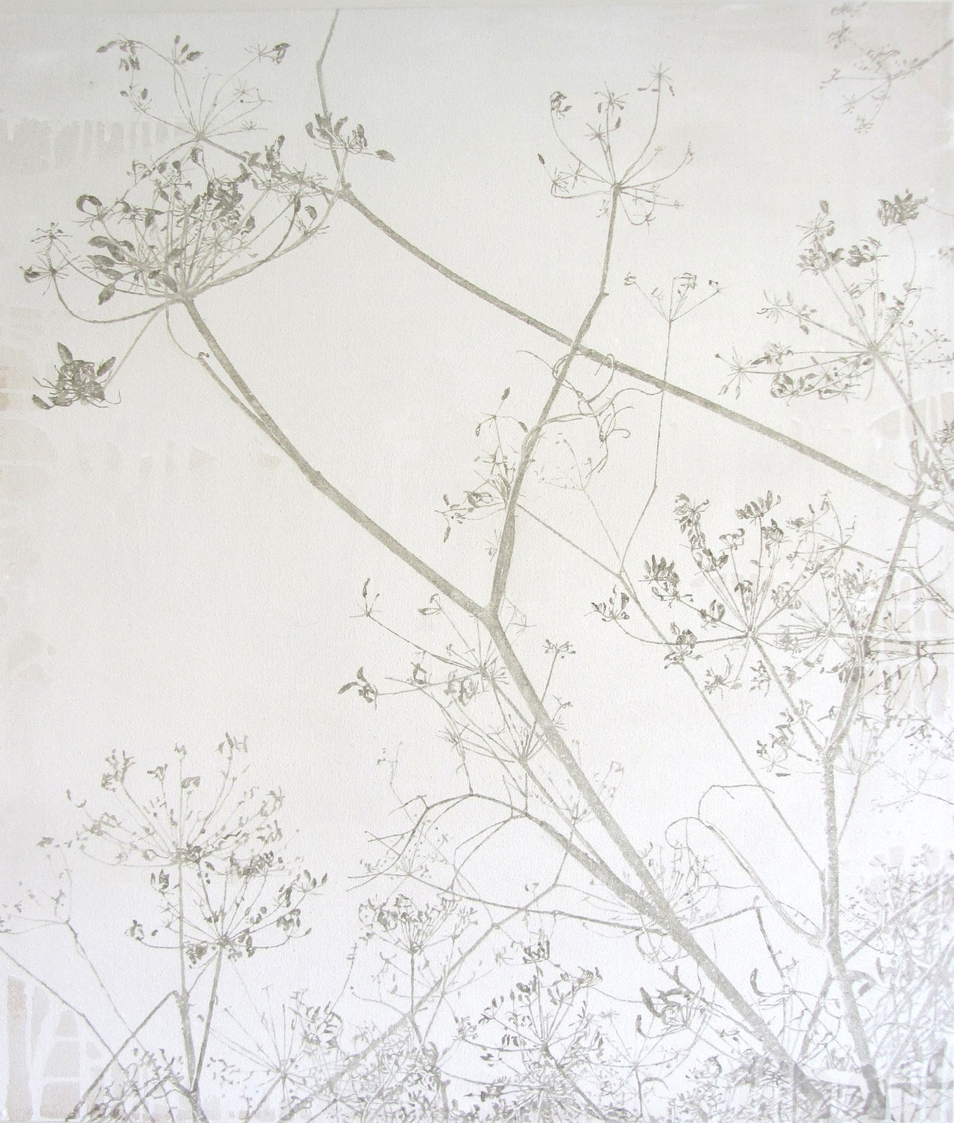 Melanie Goemans, Queen Anne's Lace, 2013