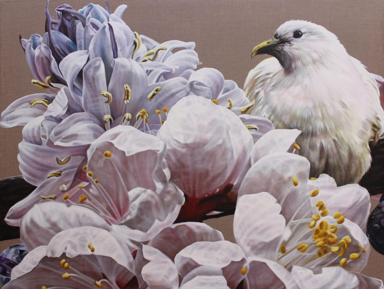 Anne Middleton, The Gentle Messenger: Pied Imperial Pigeon, 2015