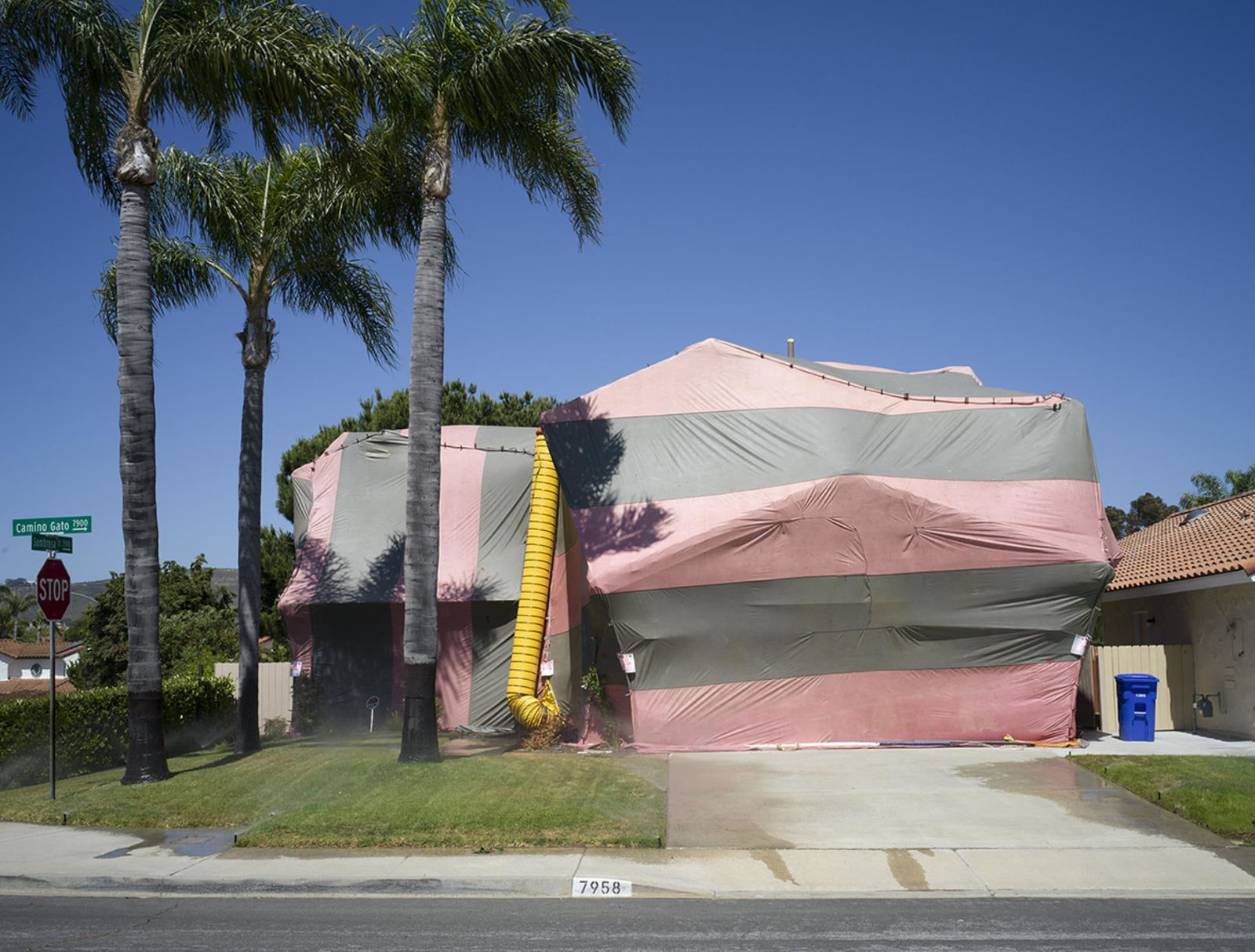 Fiona Hackett, Camino Gato