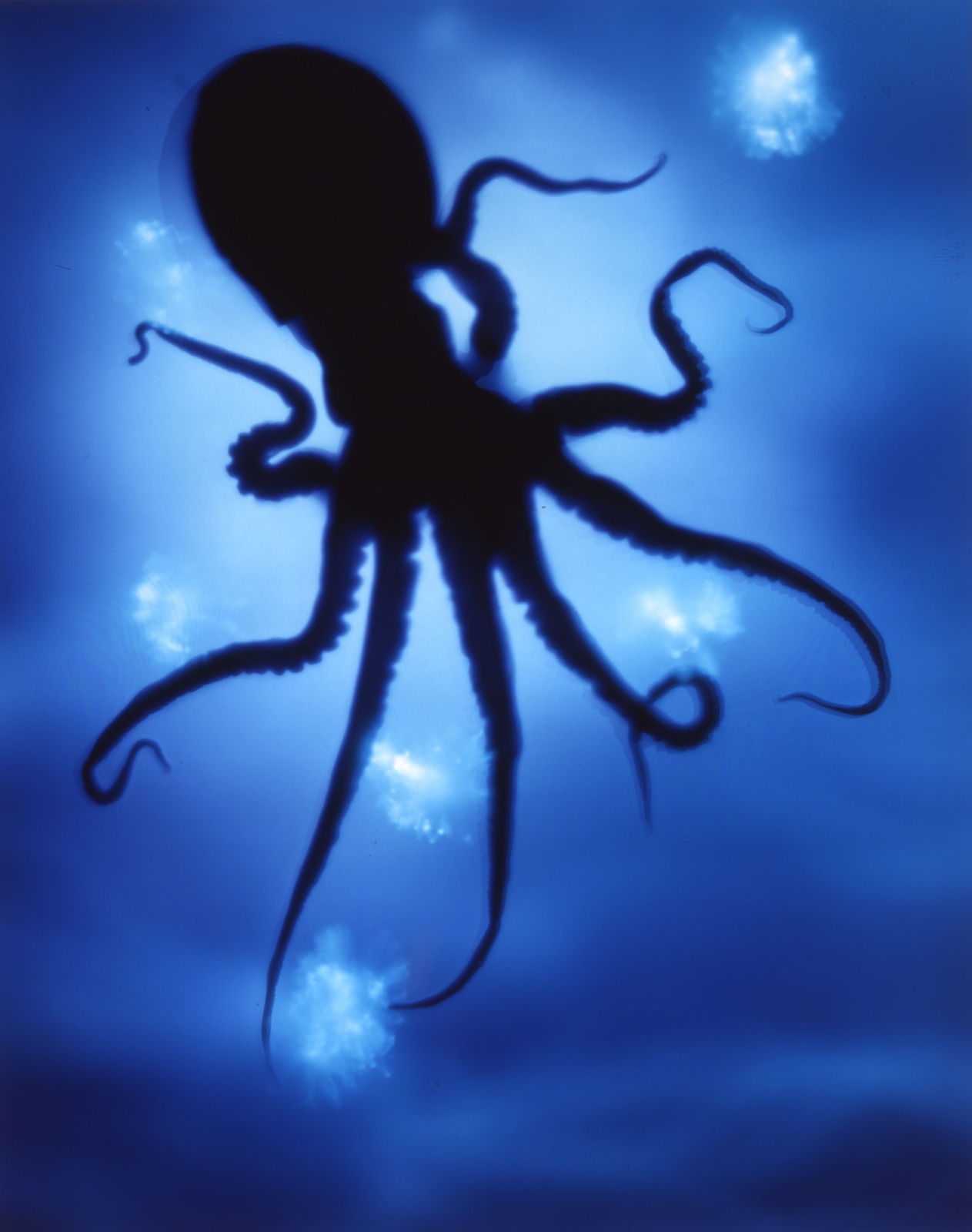 Rob and Nick Carter, Octopus Photogram, 2004