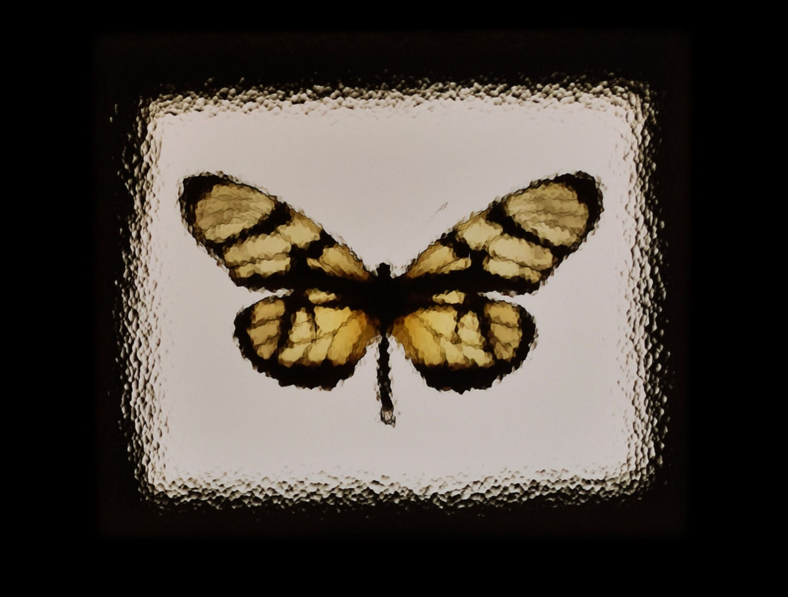 Rob and Nick Carter, Enlarged Butterfly Photogram, 1998
