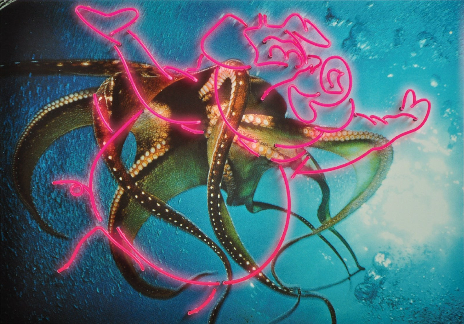 Rob and Nick Carter, Octopus Pig, 2011