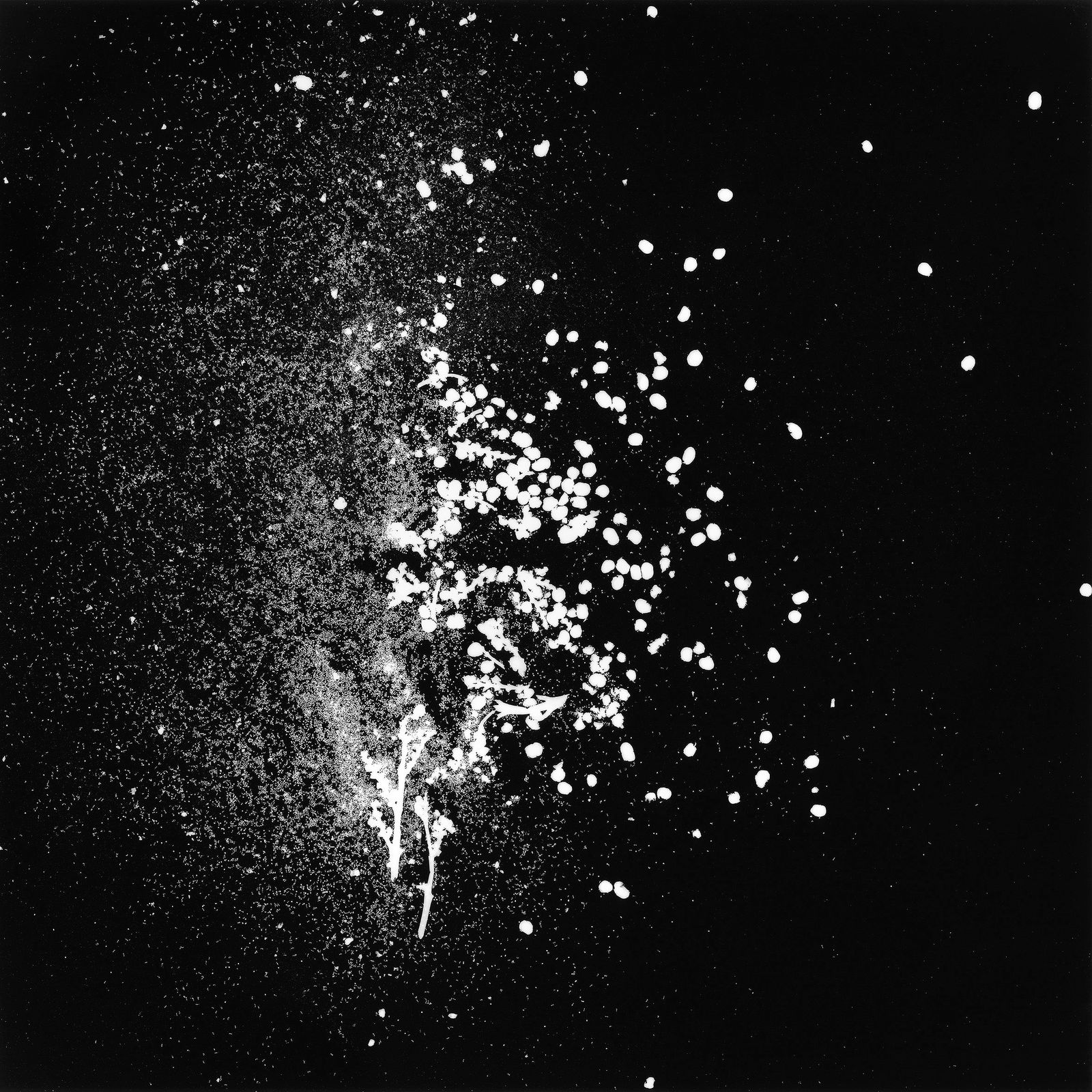 Gohar Dashti, Still Life #3, 2017