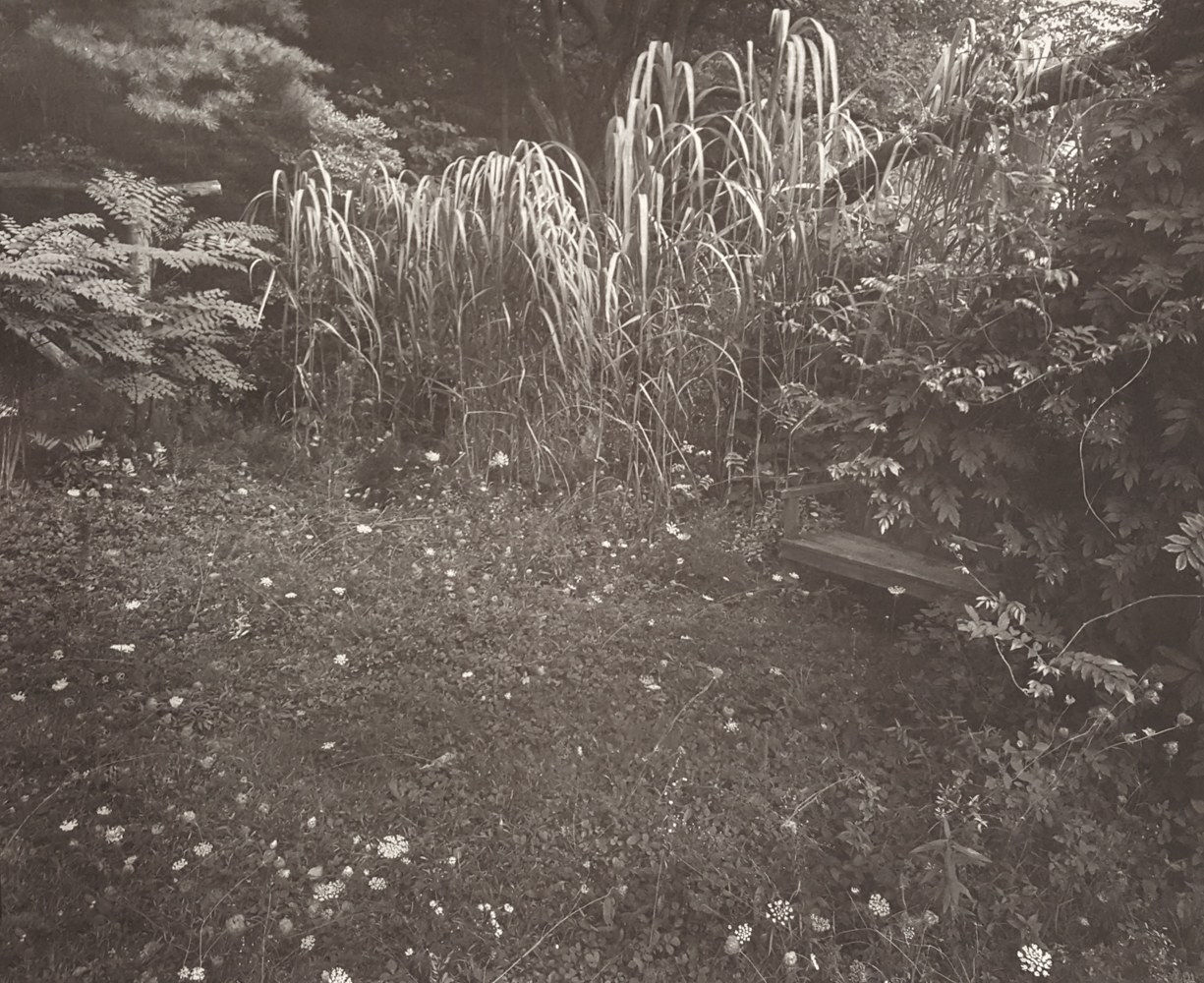 John Yang, Tall bent grass Innisfree Garden, Millbrook, New York