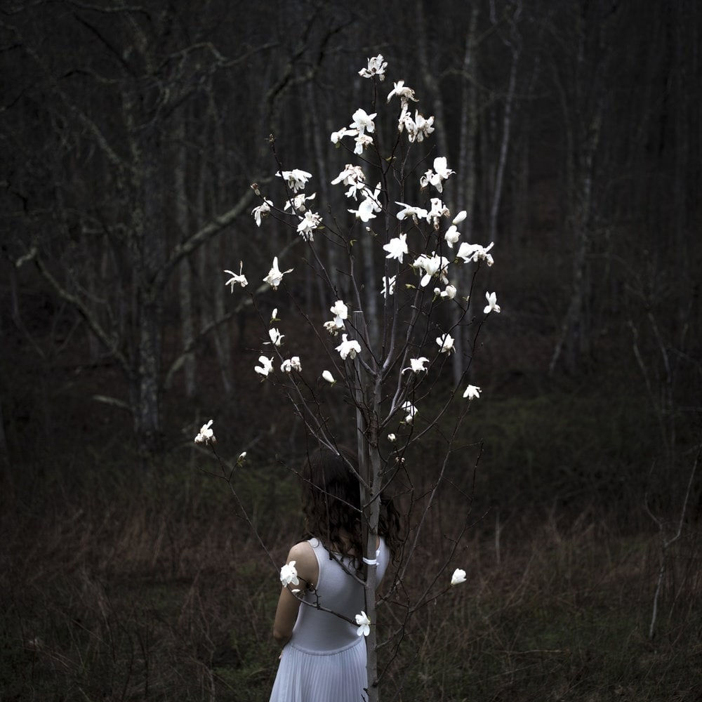 Cig Harvey, Magnolia Tree, 2017