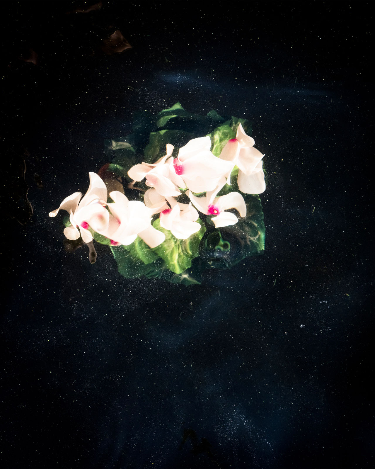 Cig Harvey, Cyclamen (Sinking), 2019
