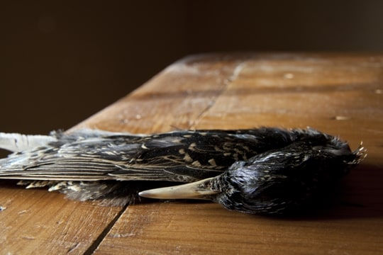 Wendy Burton, NATURAL HISTORIES: Sturnus Vulgaris Nº 1 [Starling, Adult with Breeding Coloration], 2012