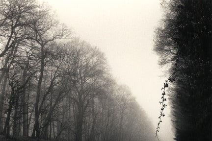 Michael Kenna, Suspended Vine, Marly, France, 1995