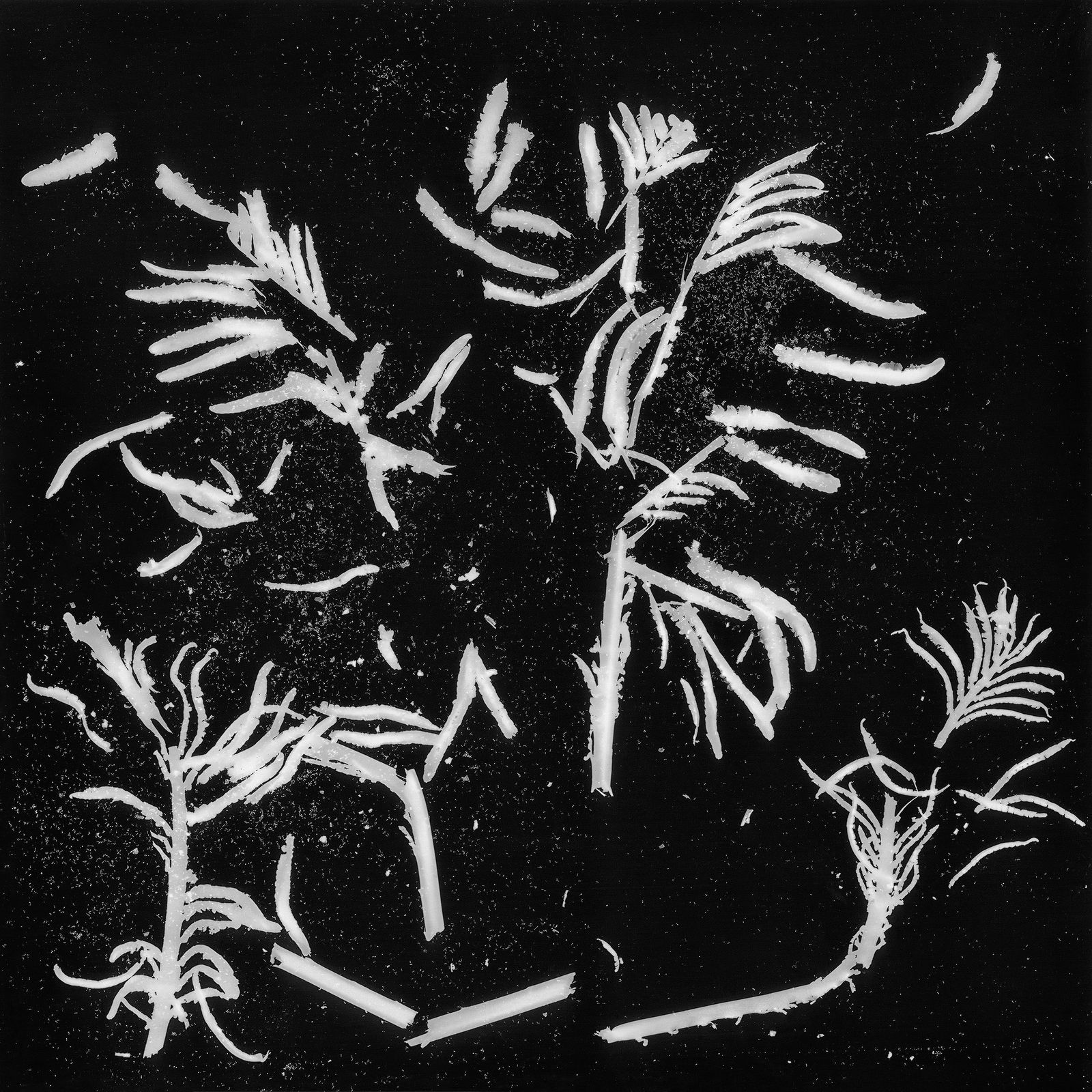 Gohar Dashti, Still Life #7, 2017