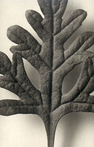 Karl Blossfeldt, Teucrium botrys