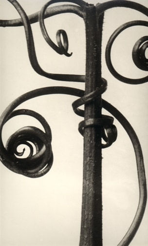 Karl Blossfeldt, Cucurbita, 1928/1997