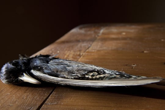 Wendy Burton, NATURAL HISTORIES: Sturnus Vulgaris Nº 2 [Starling, Wing Sweep, Adult with Breeding Coloration], 2012