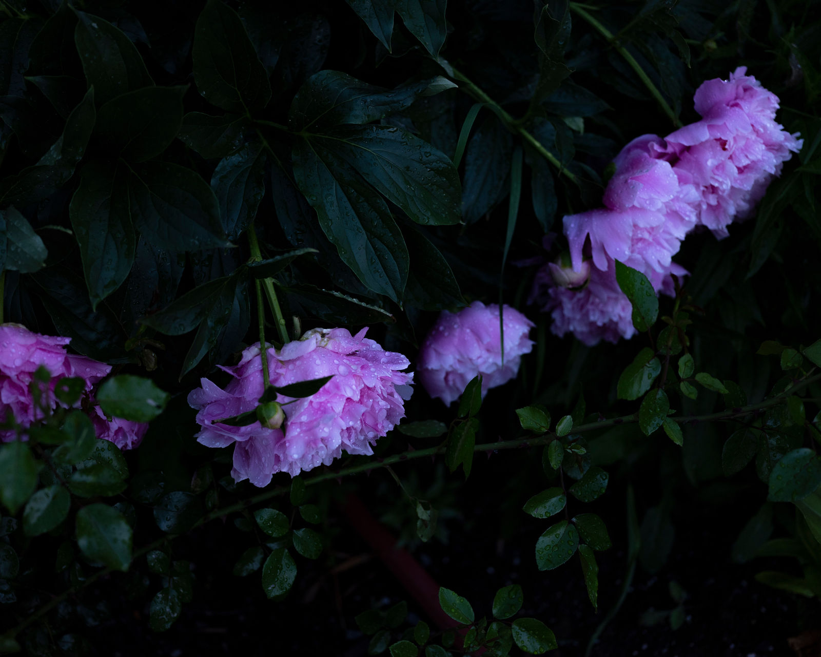Cig Harvey, Peonies (In The Rain), 2020
