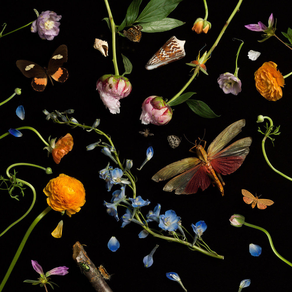 Paulette Tavormina, Botanical II, Ranunculus and Delphiniums, 2013