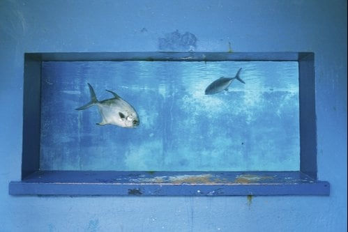 Rebecca Norris Webb, Havana, Cuba (Aquarium), 2008