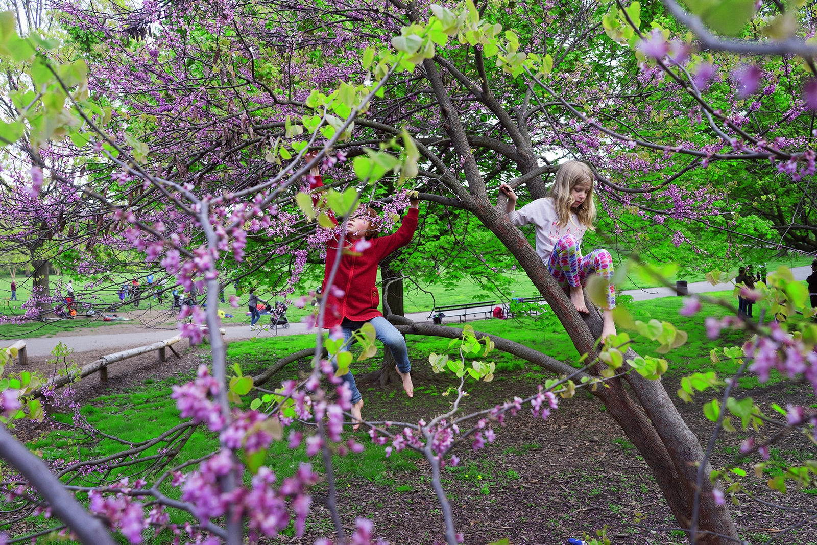 Rebecca Norris Webb, Redbud, 2017