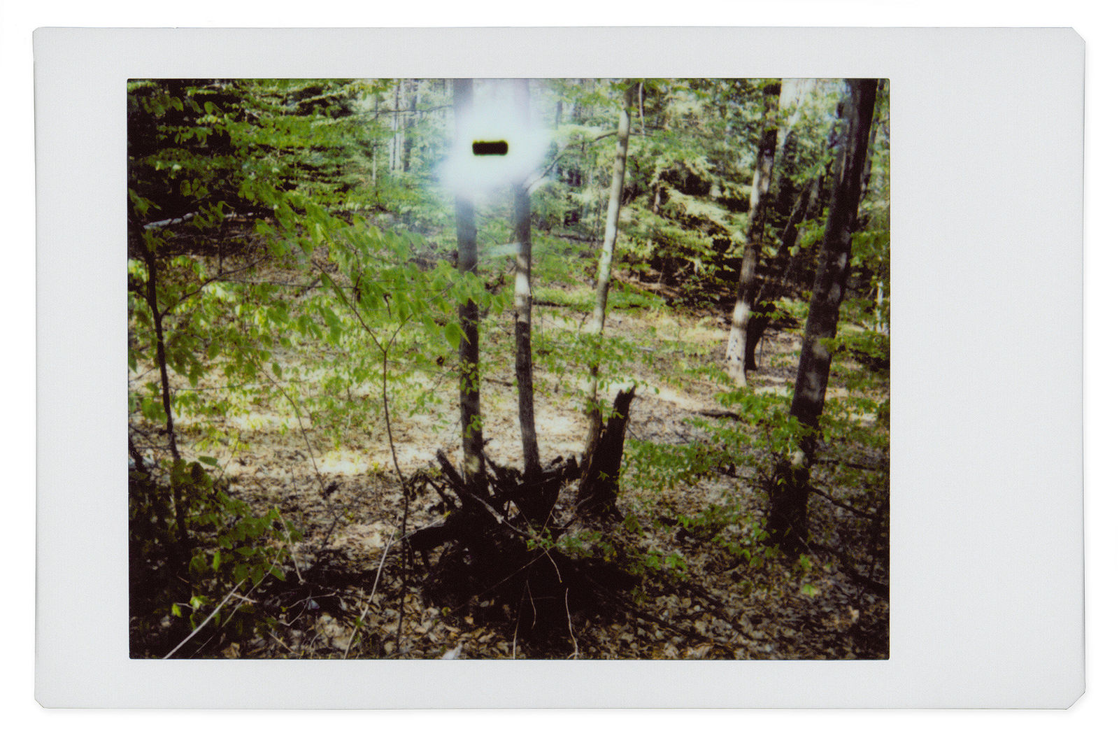 Gohar Dashti, Alien #3, 2017