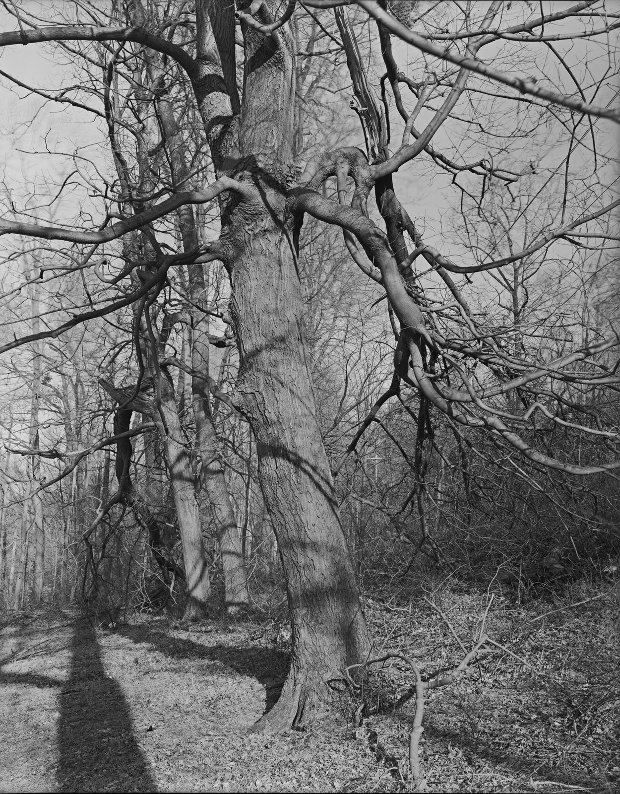 Lois Conner, Brandywine River Valley, Pennsylvania , 1979-1983