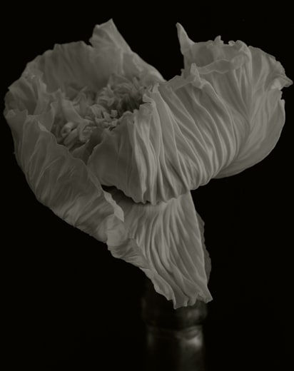 Yumiko Izu, Secret Garden (Noir) 21, 2004