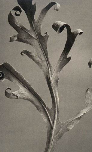 Karl Blossfeldt, Delphinium spec., 1928/1997