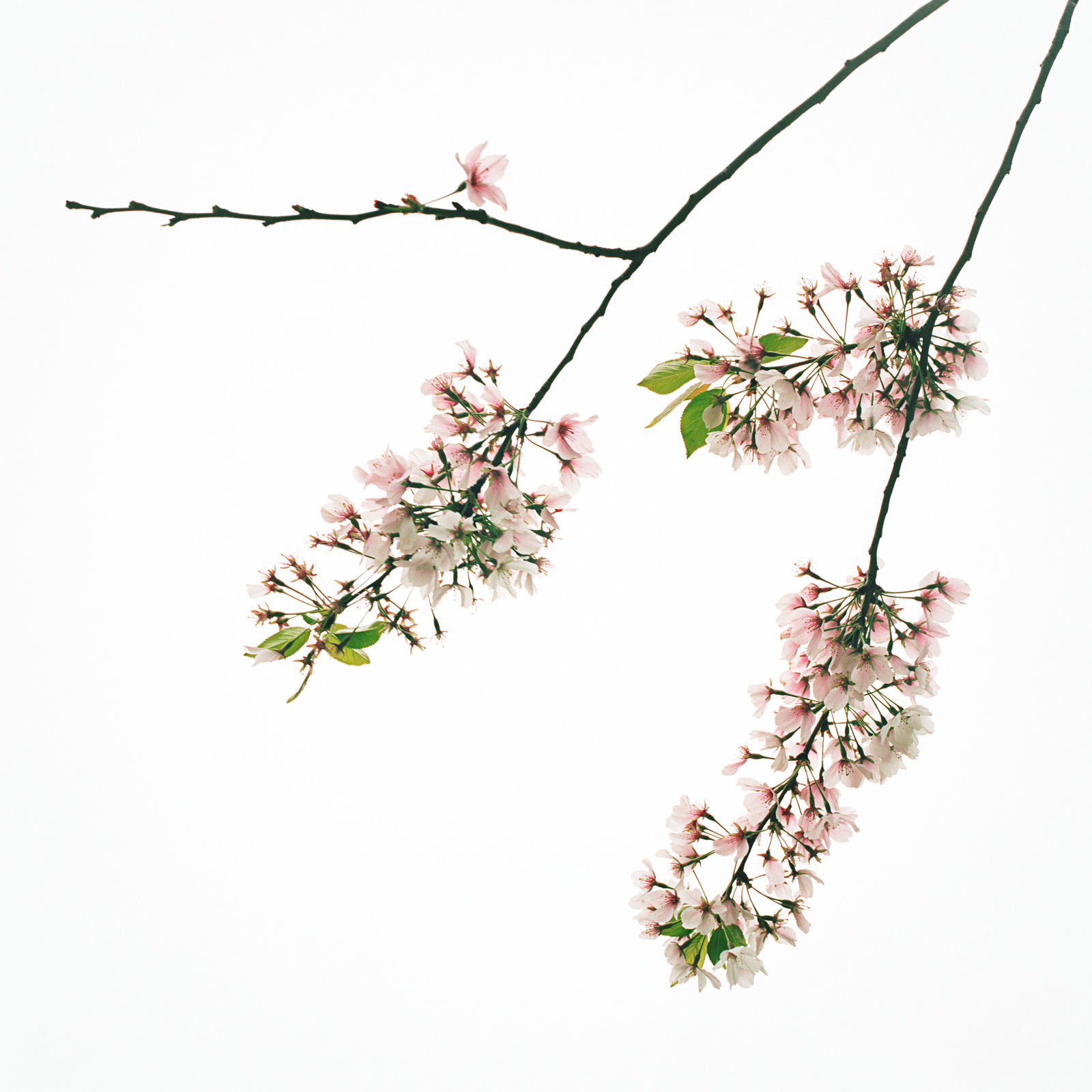 Sally Gall, Blossom #5, 2005