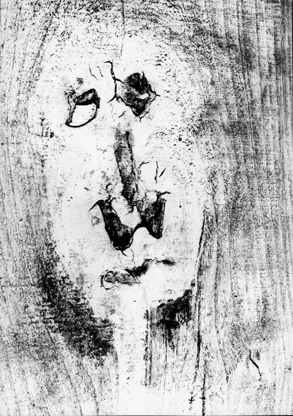 Mario Giacomelli, Abstraction - Coupe D'Arbre (Tree Cutting), 1967-69