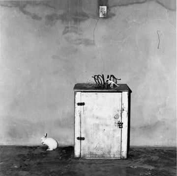 Roger Ballen, Loose Rabbit, 2001