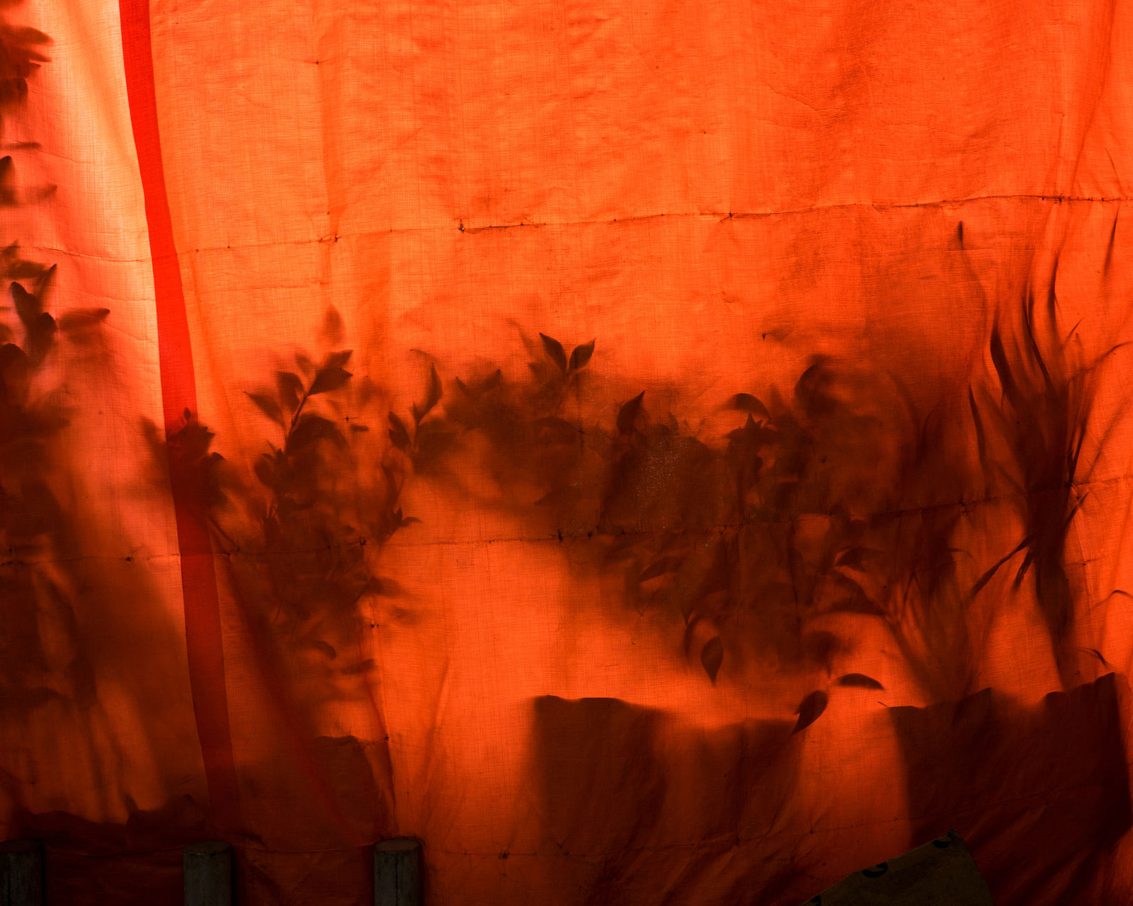 Cig Harvey, Orange Tarp, Flower Market, 2020