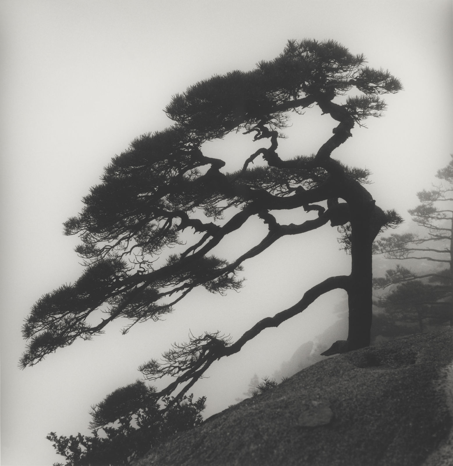 Richard Yee, Huangshan Pine, Yellow Mountain, China, 2000